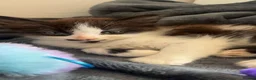 Mixed Breed cats for sale: Black and white fluffy boy  - Advert 5