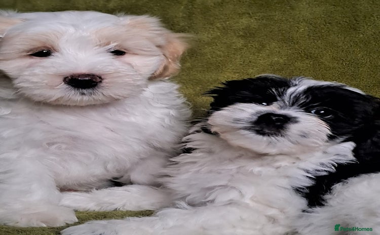 Lhasapoo dogs - Advert 4