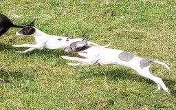 Italian Greyhound dogs for sale: Italian greyhound  - Image 5