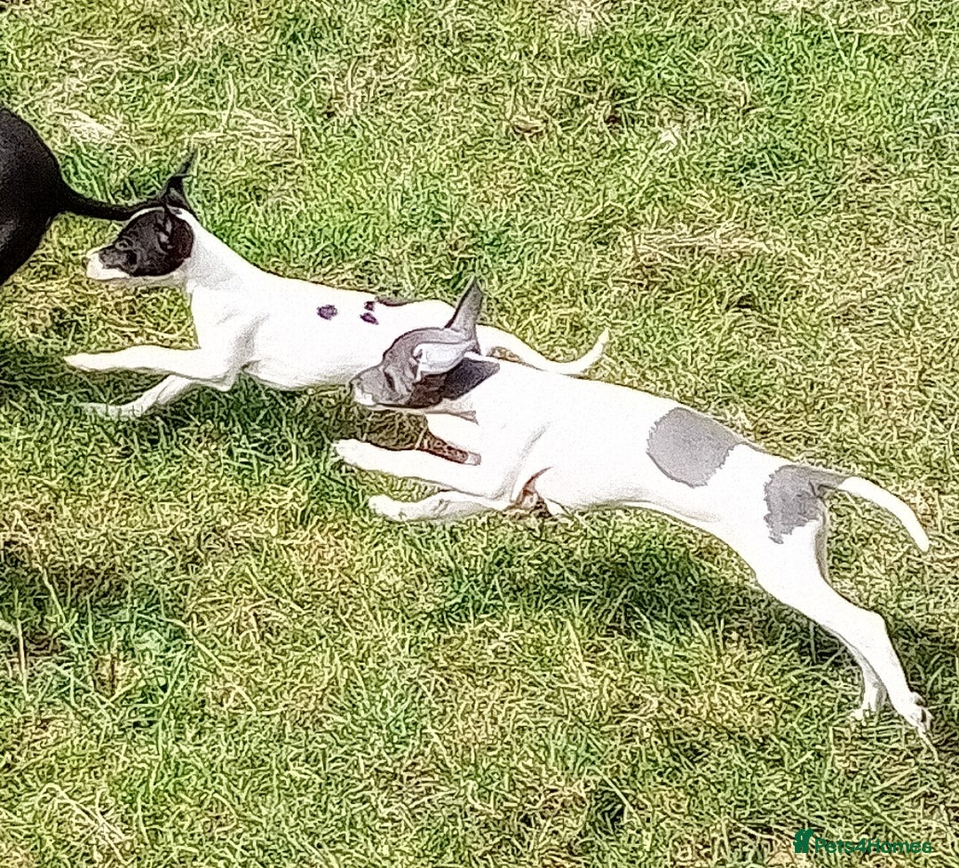 Italian Greyhound dogs for sale: Italian greyhound  - Image 5