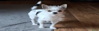 Mac 77% chihuahua  23% yorkie