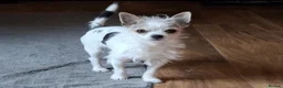 Chorkie dogs for sale: 77%chihuahua 23%yorkie in Alva - Advert 3