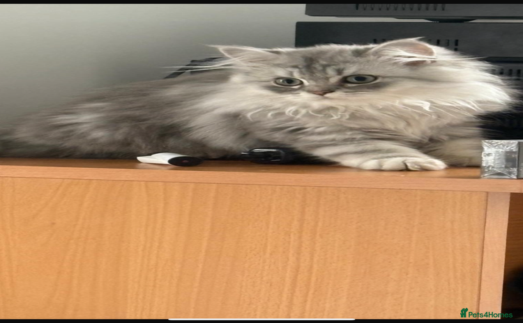 Persian cats - Advert 1