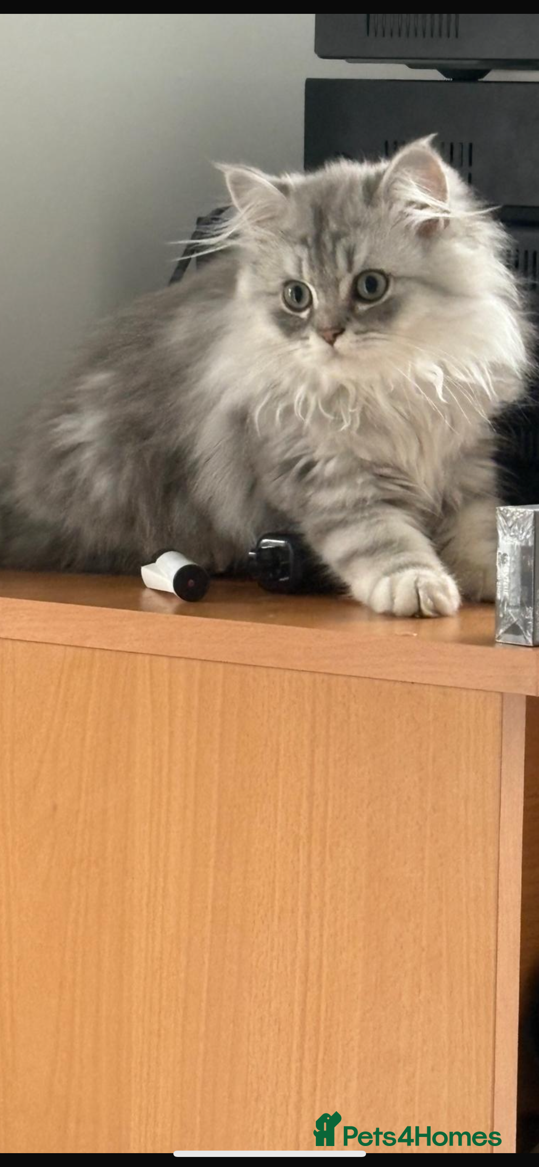 Persian cats for sale: Persian chinchilla kitten - Image 1