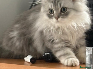 Persian cats - Advert 13