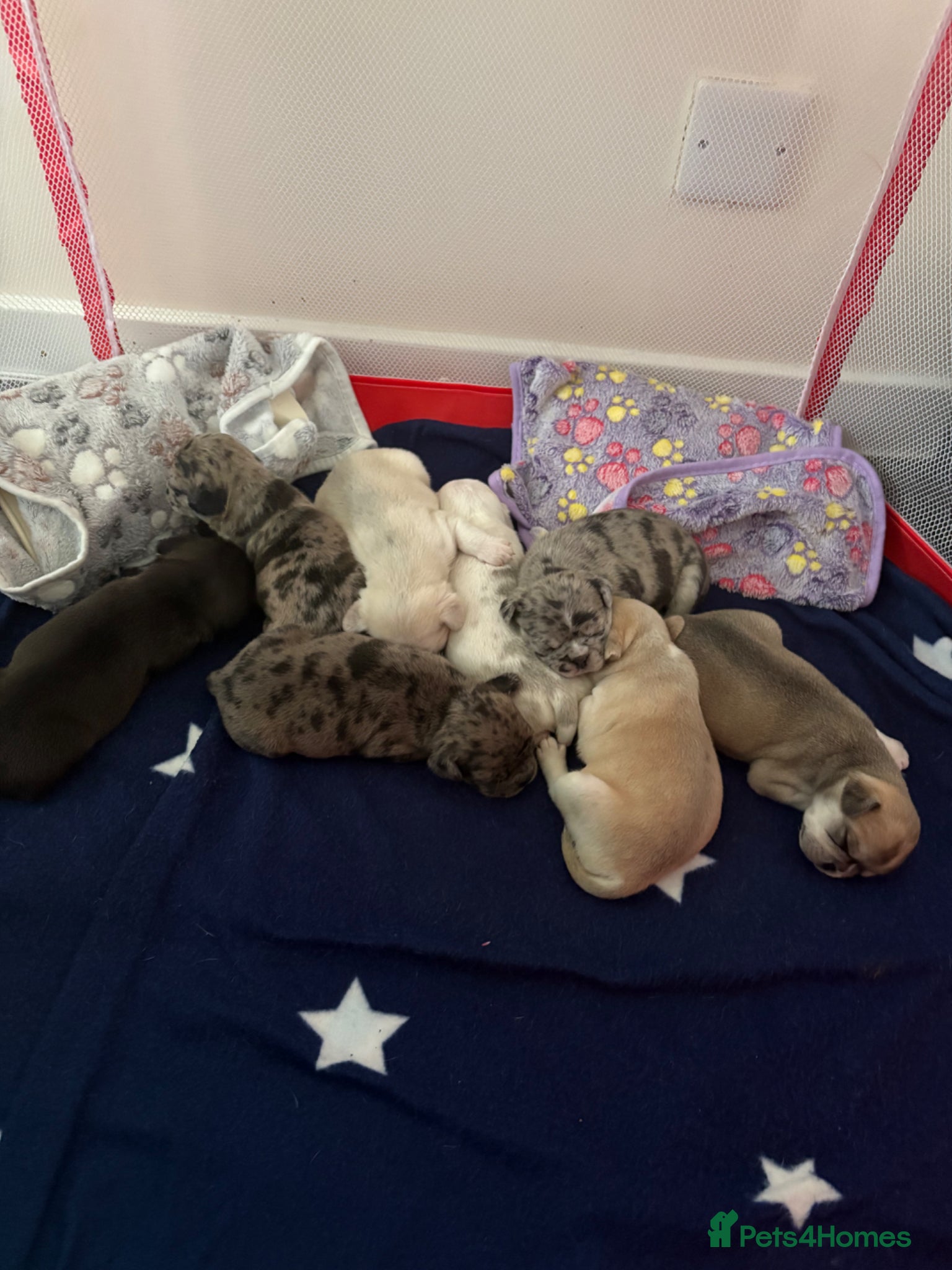 Frug dogs 🐶 Beautiful French bulldog/Pug puppies 🐶  - Advert 1