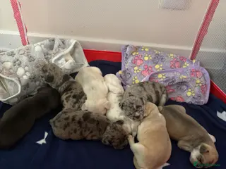 Frug dogs 🐶 Beautiful French bulldog/Pug puppies 🐶 - Advert 13