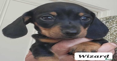 Miniature Dachshund dogs - Advert 7