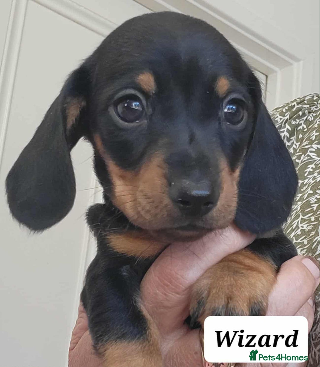Miniature Dachshund dogs for sale: QUALITY MINIATURE DACHSHUND SMOOTH PUPS - Image 3