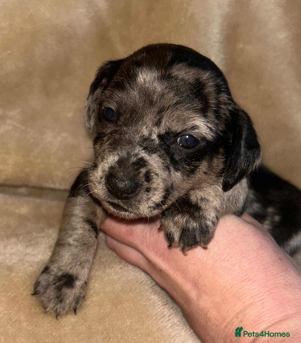 Jack Russell dogs for sale: Beautiful Jack Russell girls  - Advert 8