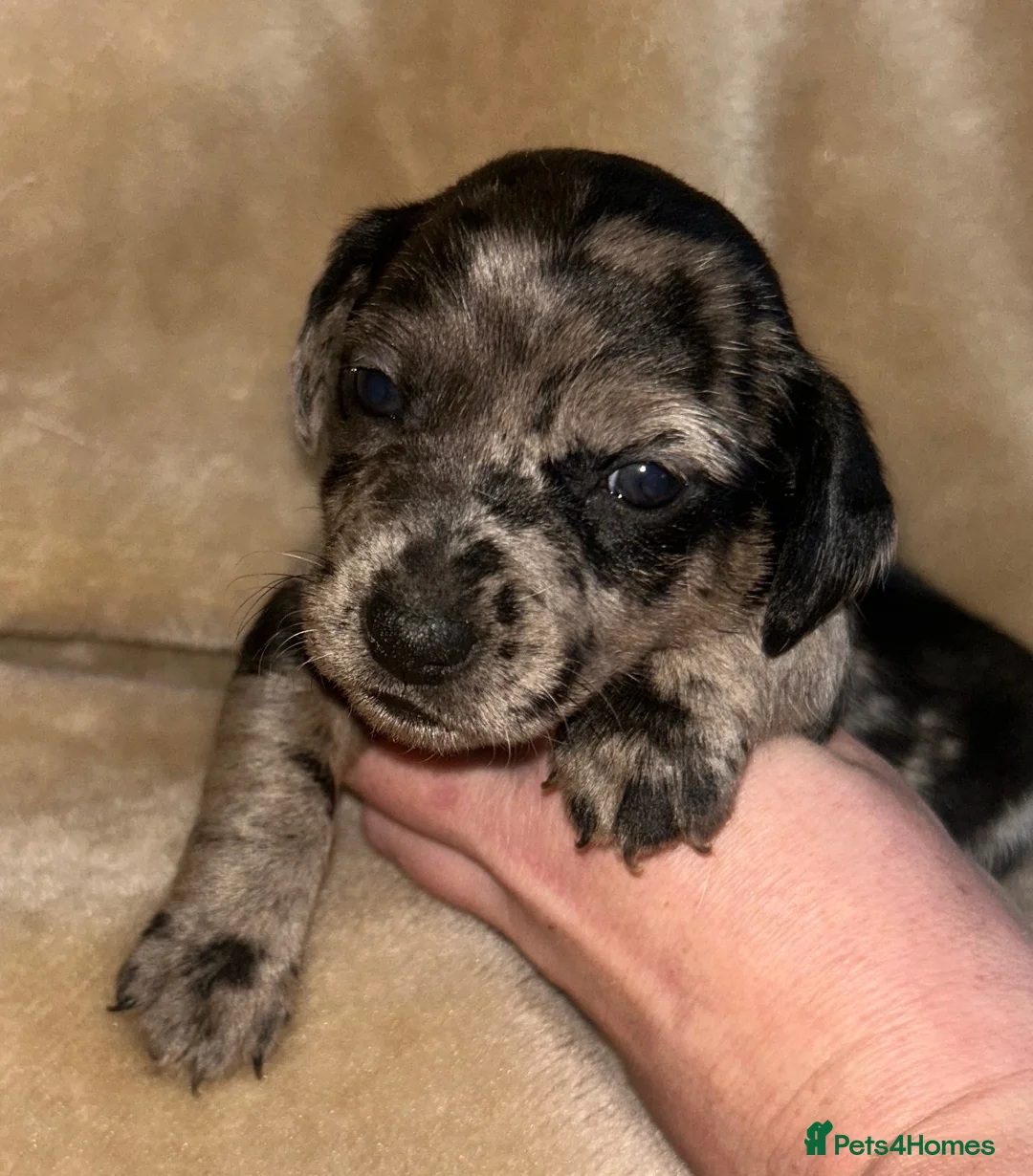 Jack Russell dogs for sale: Beautiful Jack Russell girls  - Advert 1