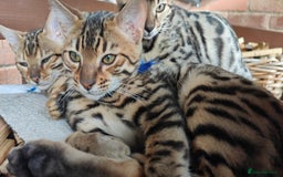 Bengal cats for sale: 1no. Female & 1no. Male Bengal Kittens available - Image 20