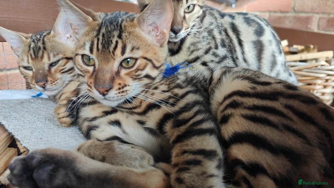 Bengal cats for sale: 1no. Female & 1no. Male Bengal Kittens available - Image 20