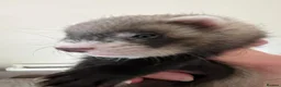 Ferret rodents for sale: Beautiful Baby Ferrets for Sale ❤️ - Advert 7