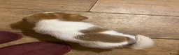 Mixed Breed dogs for sale: READY NOW….. Jack Russell beautiful litter of boys - Advert 17