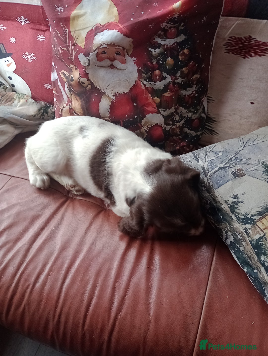 English Springer Spaniel dogs for sale: Adorable English springer spaniels - Advert 18