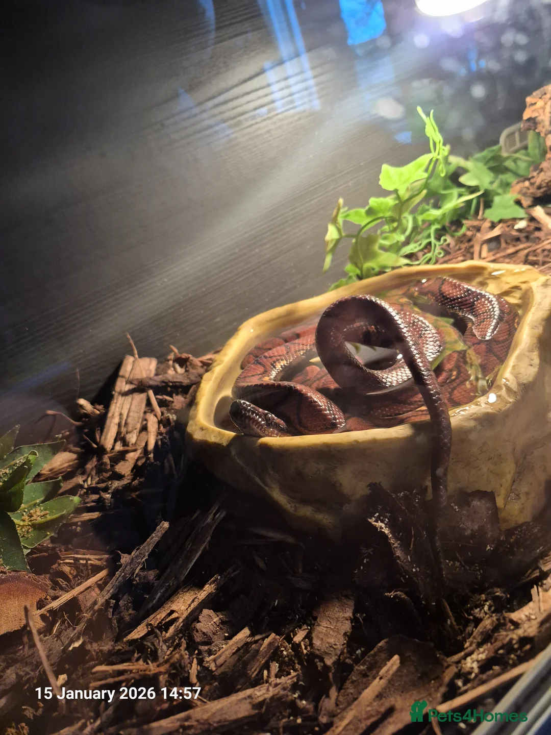 Boa Snake reptiles for sale: Rainbow boa  in Weymouth - Advert 2