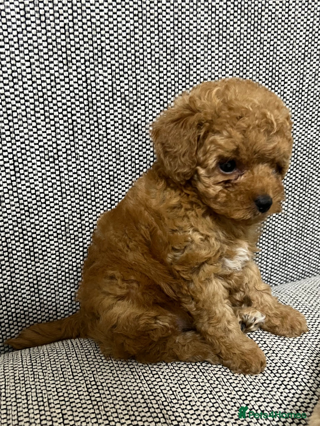 Maltipoo dogs for sale: ✨ Maltipoo F1B females – Ready 1st December ✨ - Advert 7