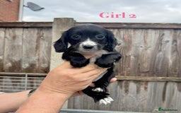 Cocker Spaniel dogs for sale: Working cocker spaniel puppies - Image 11