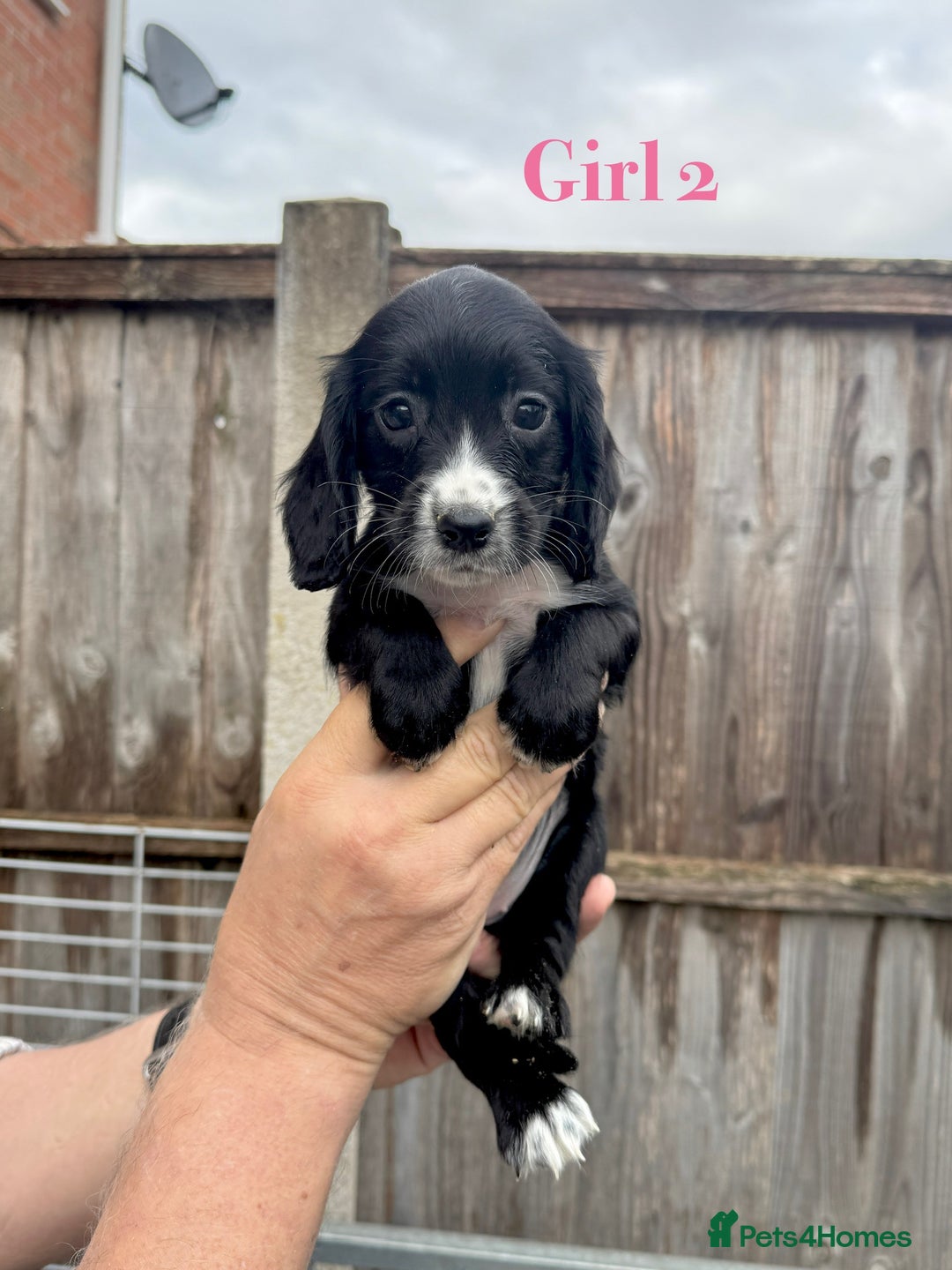Cocker Spaniel dogs for sale: Working cocker spaniel puppies - Image 11