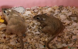Gerbil rodents for sale: Rehoming mother and daughter gerbils  - Image 1