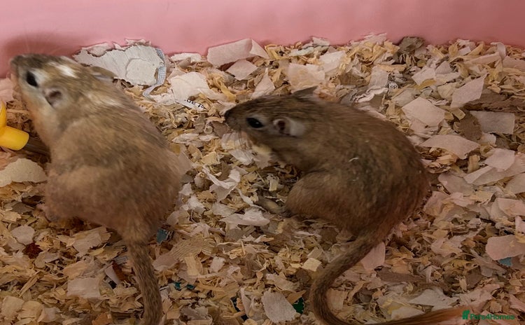 Gerbil rodents - Advert 4