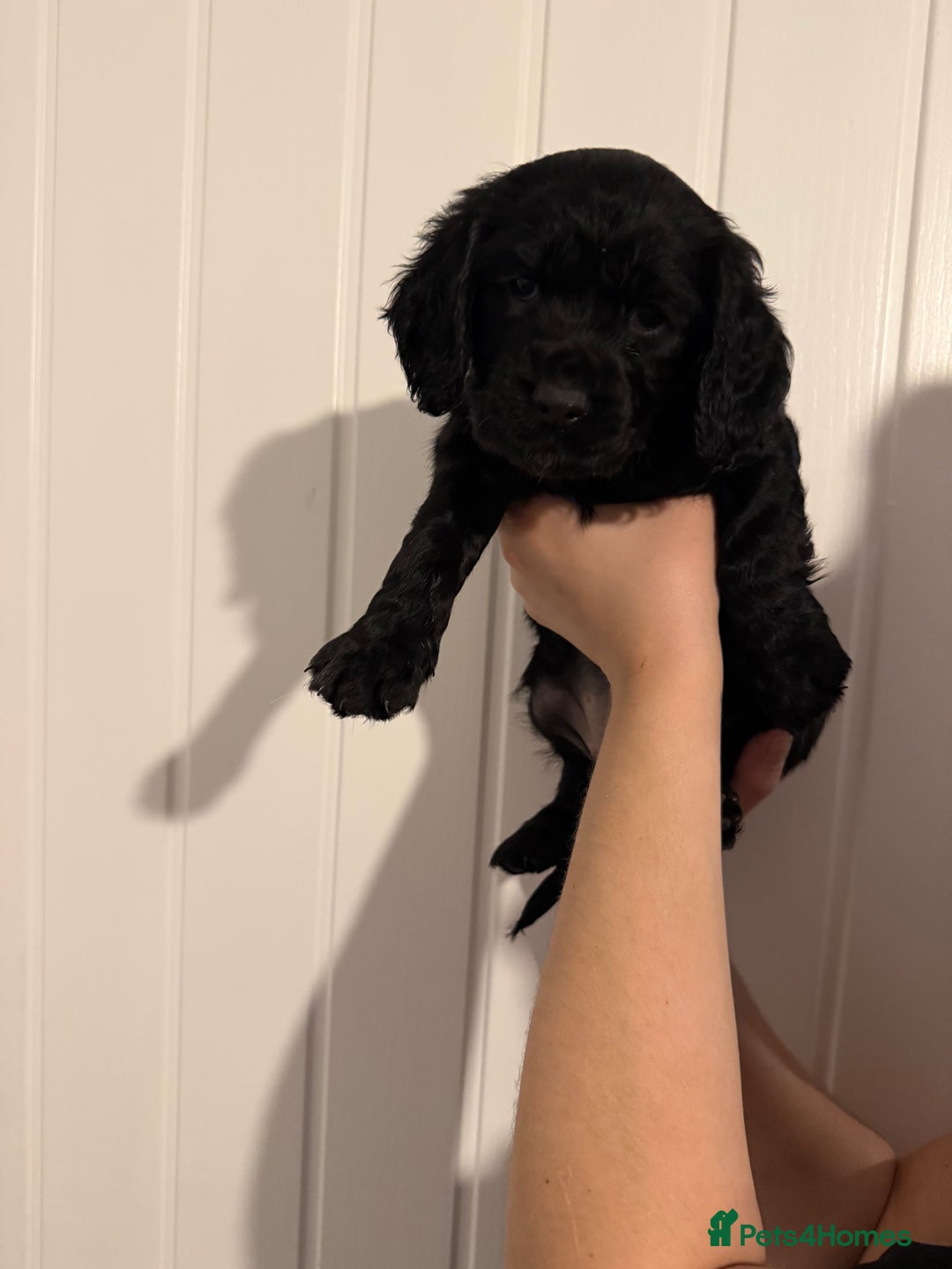 Cocker Spaniel dogs for sale: Puppies Cocker spaniel for sale - Advert 8