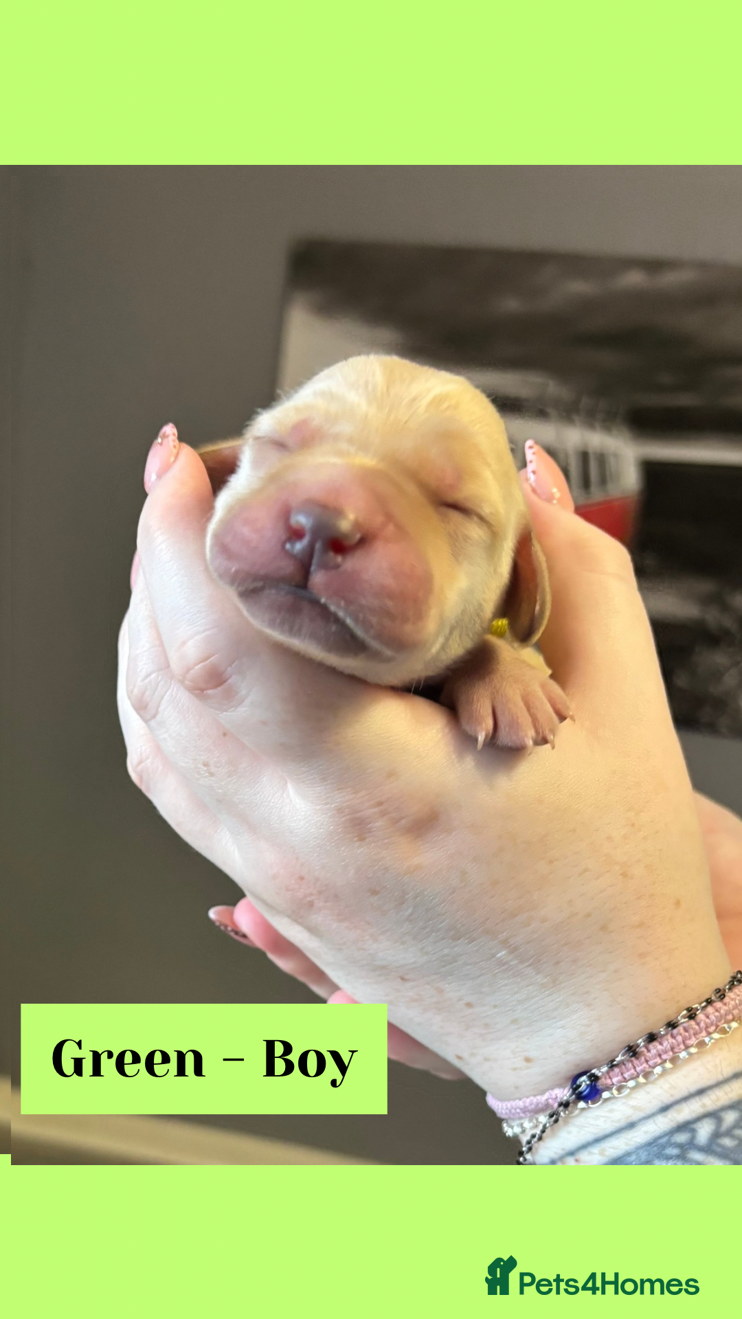 Goldador dogs for sale: Goldador puppies - Image 21