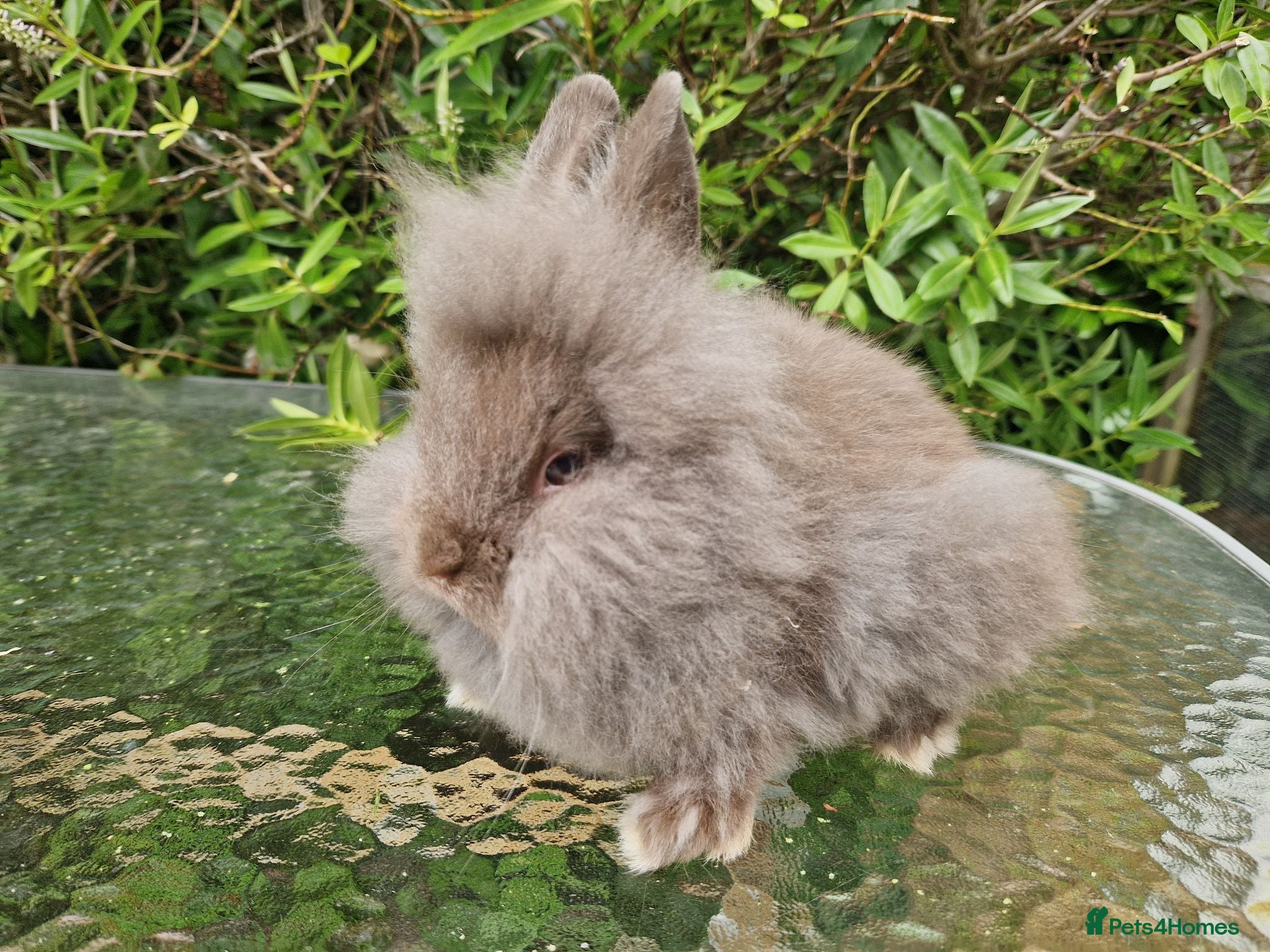 Lionhead rabbits Purebred Lionhead Baby Rabbits - Advert 2