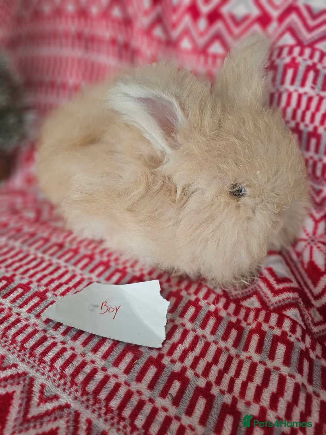 Angora rabbits for sale: Beautiful Angora Kits - Advert 4