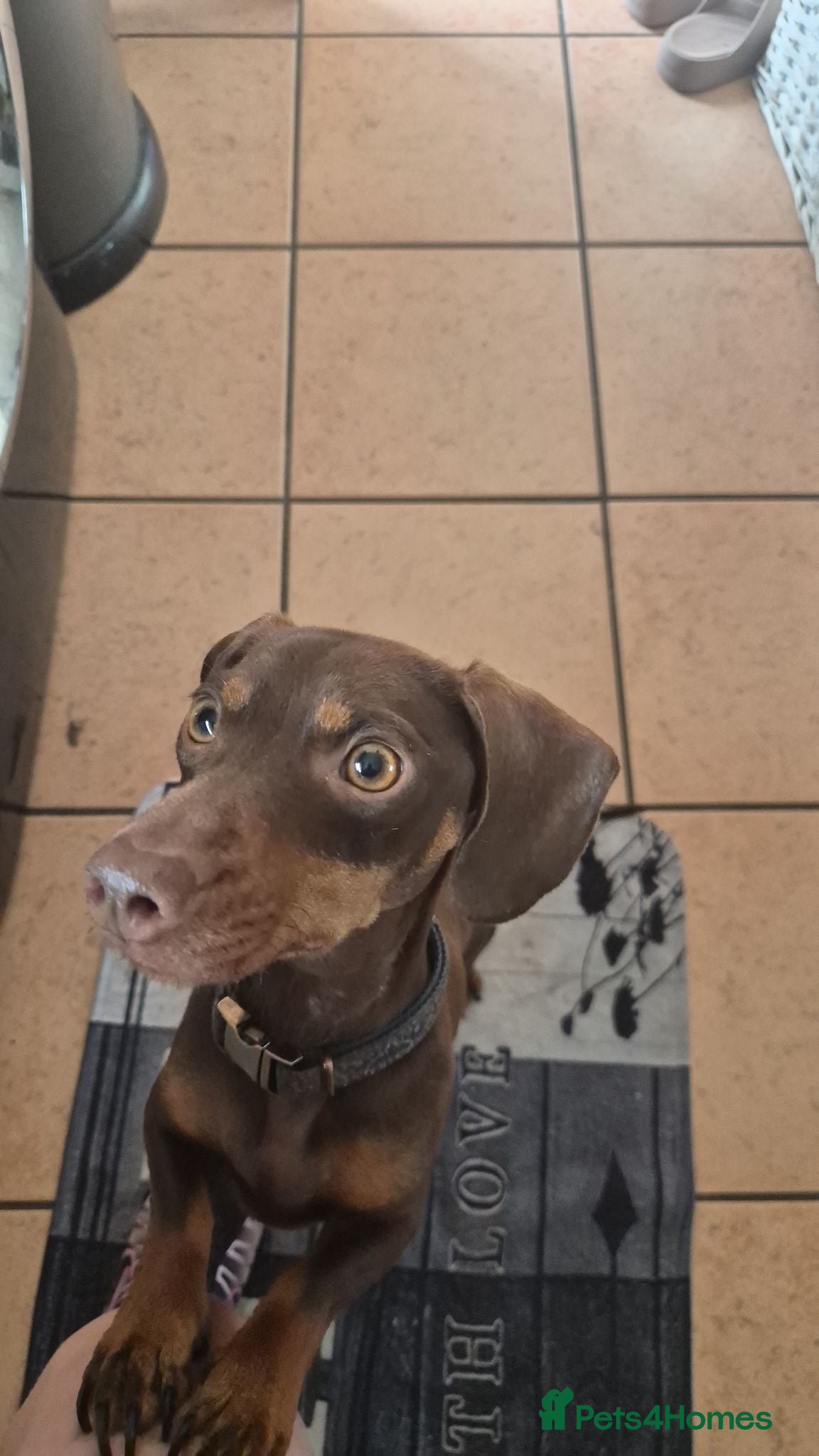 Dachshund dogs Cute puppies - Advert 1