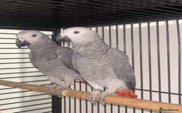 Parrots birds for sale: Semi tame and talking baby African greys for sale - Image 3