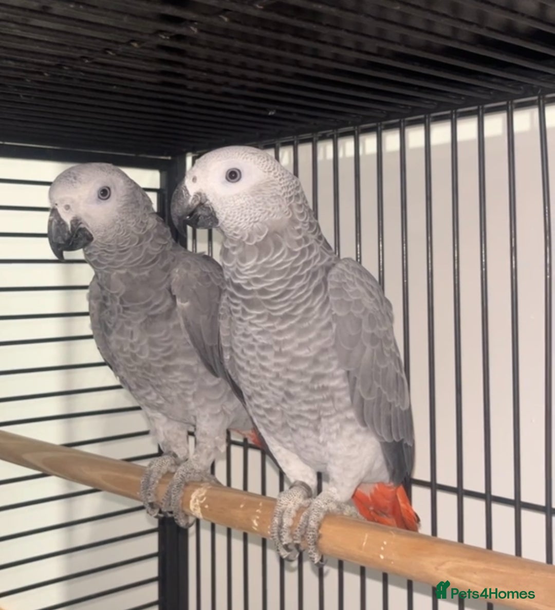 Parrots birds for sale: Semi tame and talking baby African greys for sale - Image 3