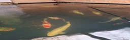 Koi Carp fish for sale: Koi carp - Advert 11