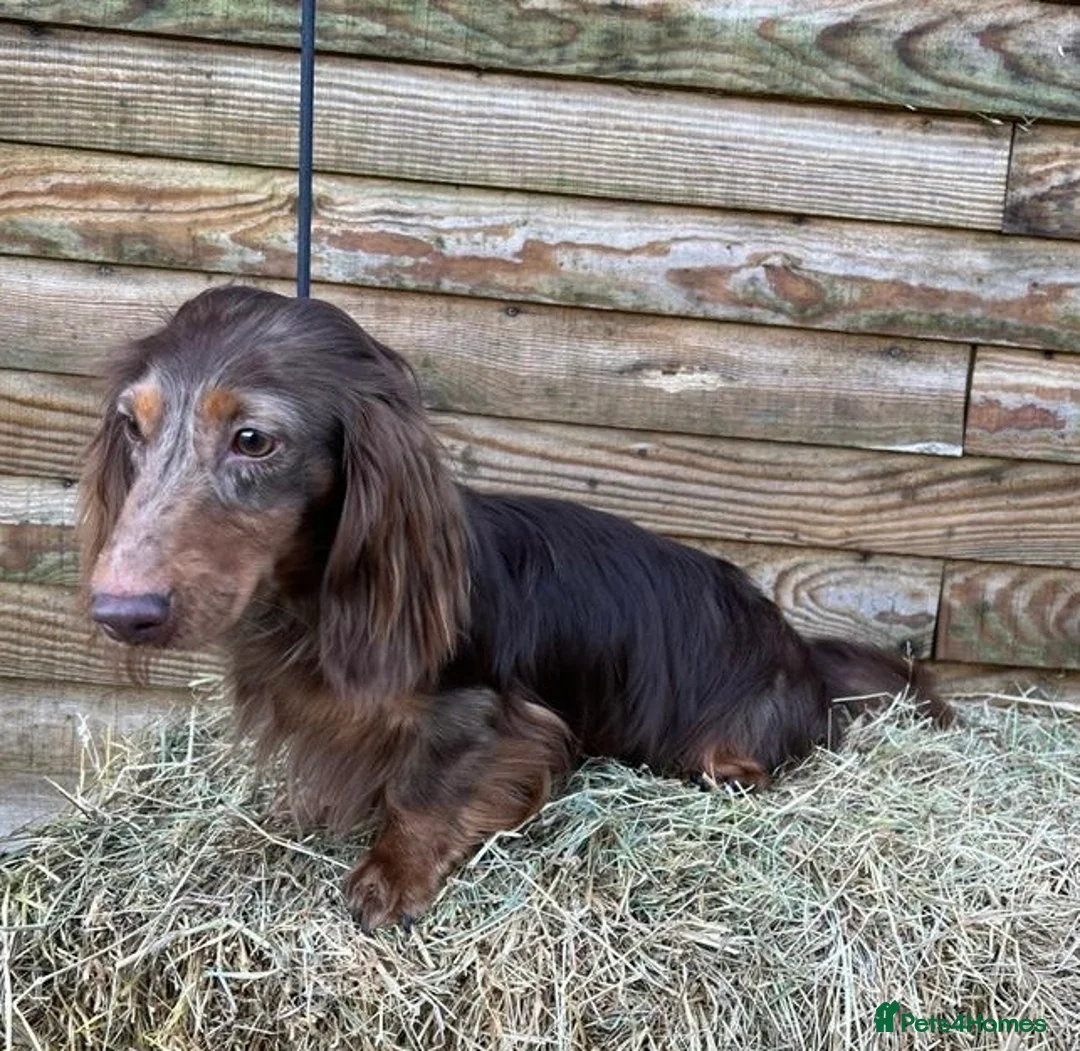 Miniature Dachshund dogs for stud: Miniature Long Haired Chocolate & Tan Dapple in Doncaster - Advert 5