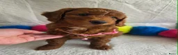 Irish Doodle dogs for sale: 👑Superb Rare Toy/Mini Deepest Red Irish Doodles👑 - Advert 16