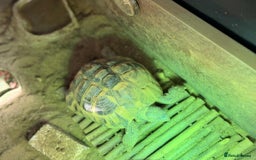 Tortoise reptiles for sale: Hermann's tortoise  - Image 7