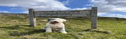 Sheepadoodle dogs for sale: Midi Size Sheepadoodle Medium  - Advert 19