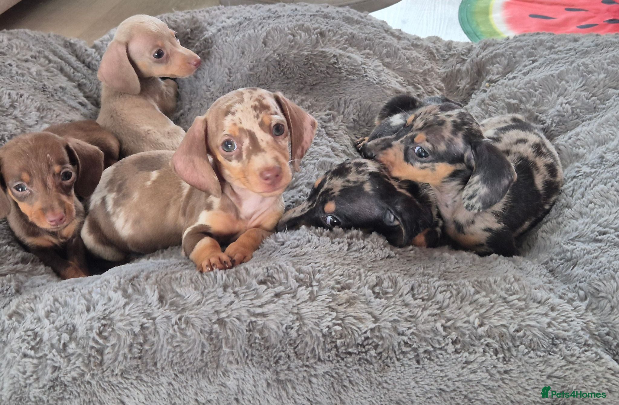 Miniature Dachshund dogs Miniature Dachshund Puppies - Advert 5