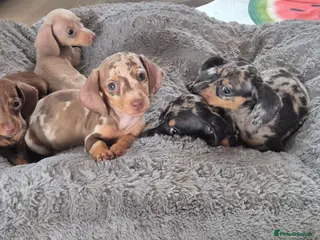Miniature Dachshund dogs Miniature Dachshund Puppies - Advert 5