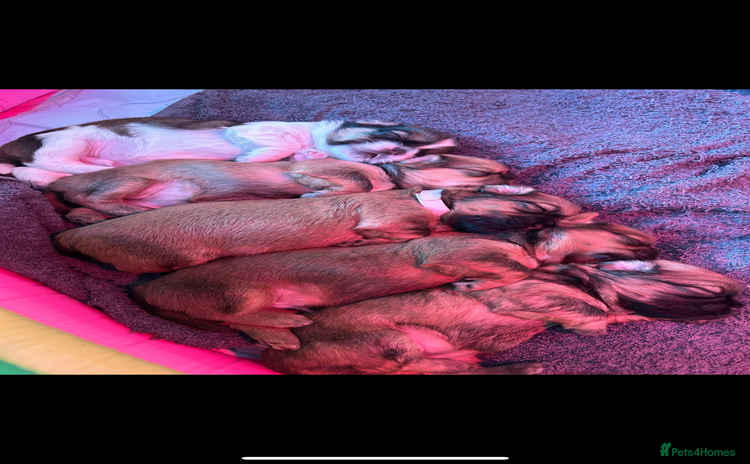 Zuchon dogs - Advert 2
