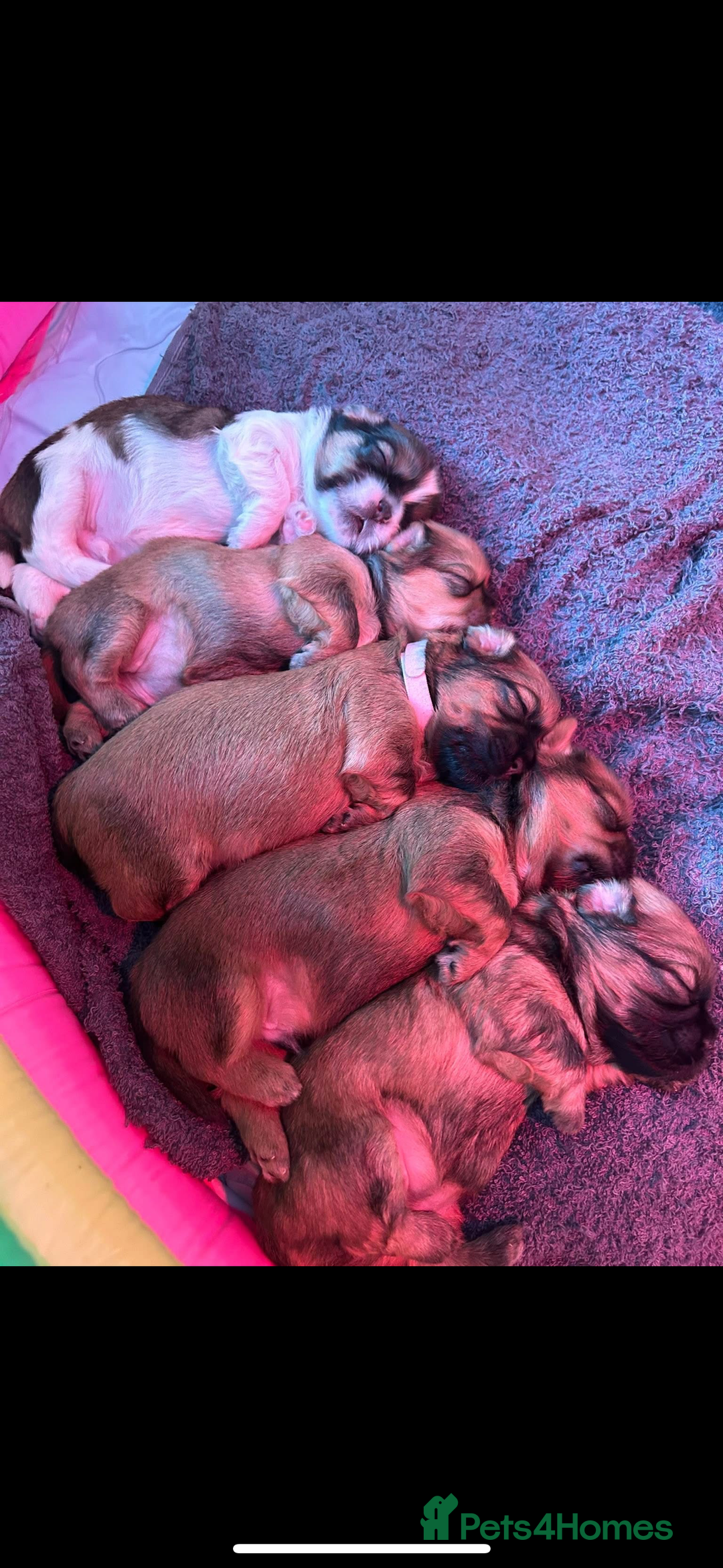 Zuchon dogs for sale: Zuchon pups - Image 1