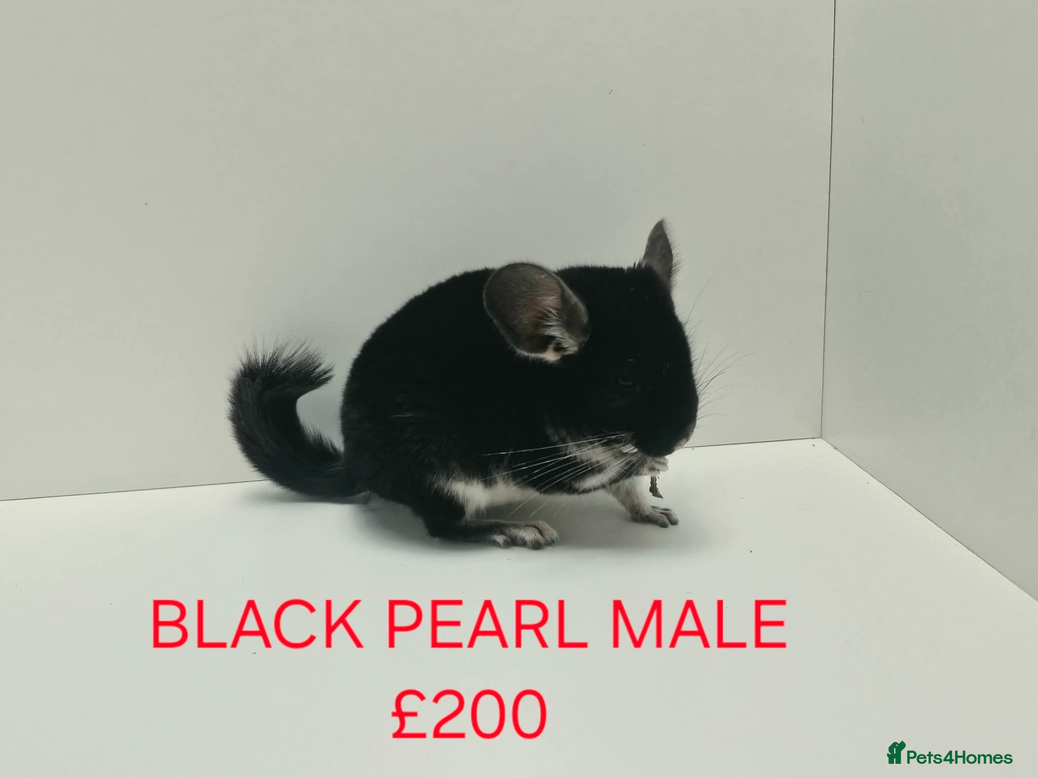Chinchilla rodents HANDLED & TAME CHINCHILLA MIX COLOURS AND GENDER - Advert 2