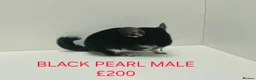 Chinchilla rodents for sale: HANDLED & TAME CHINCHILLA MIX COLOURS AND GENDER - Advert 2