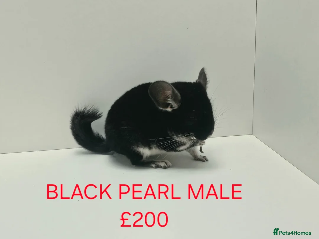 Chinchilla rodents for sale: HANDLED & TAME CHINCHILLA MIX COLOURS AND GENDER - Advert 2