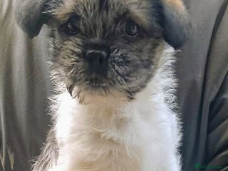 Mixed Breed dogs Lovely little shitzu cross puppies - Advert 4