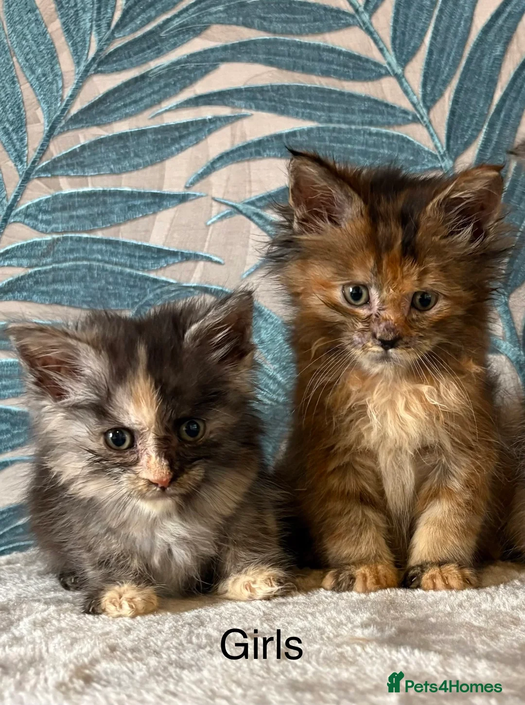 Maine Coon cats for sale:  Gorgeous Maincoon kittens  - Advert 2