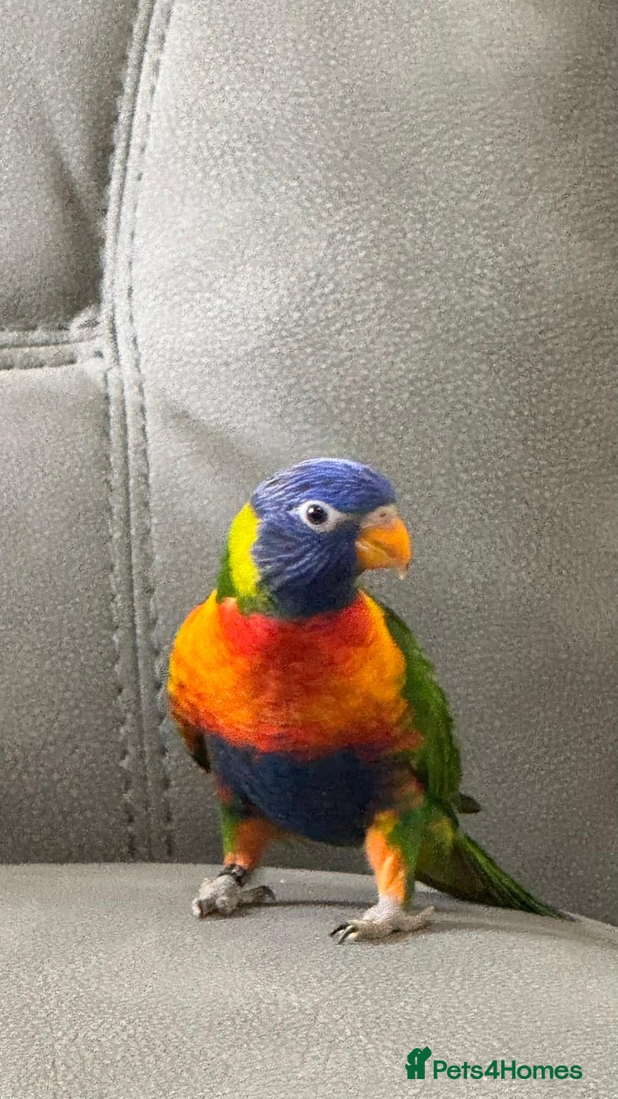 Lorikeets birds Chiko in London - Advert 3