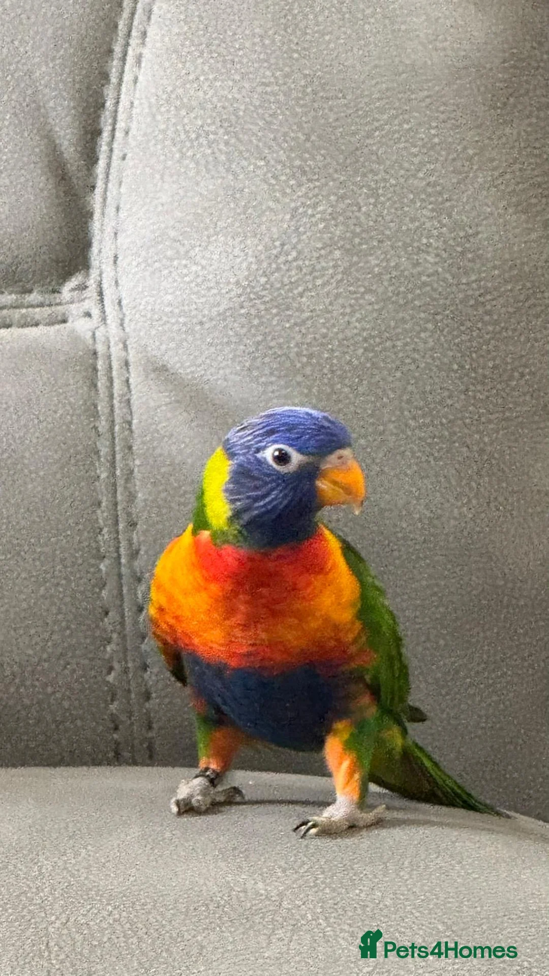 Lorikeets birds for sale: Lorikeet - Advert 1