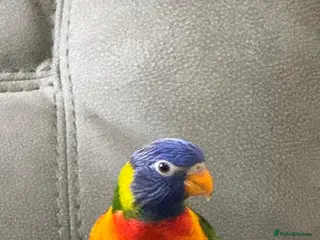 Lorikeets birds Chiko in London - Advert 1